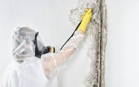 Best Water Damage & Mold Remediation in Newcomerstown, OH